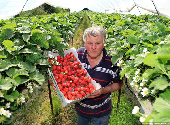 Een rare aardbeienfamilie