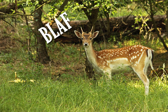 Blaf dan